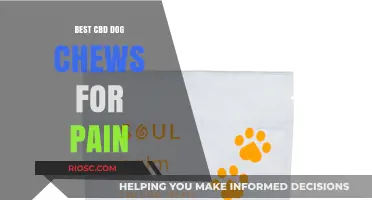 Top CBD Dog Chews for Pain Relief: Safe and Effective Options for Your Furry Friend