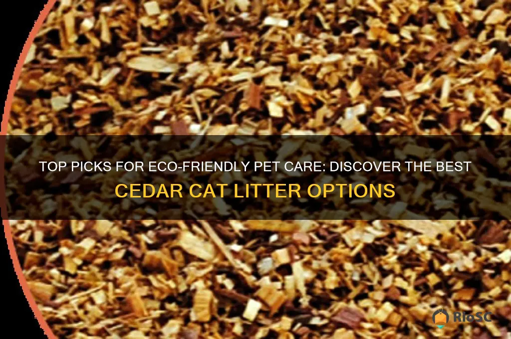 best cedar cat litter
