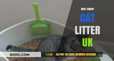 Affordable Purr-fection: Top Budget-Friendly Cat Litter Options in the UK