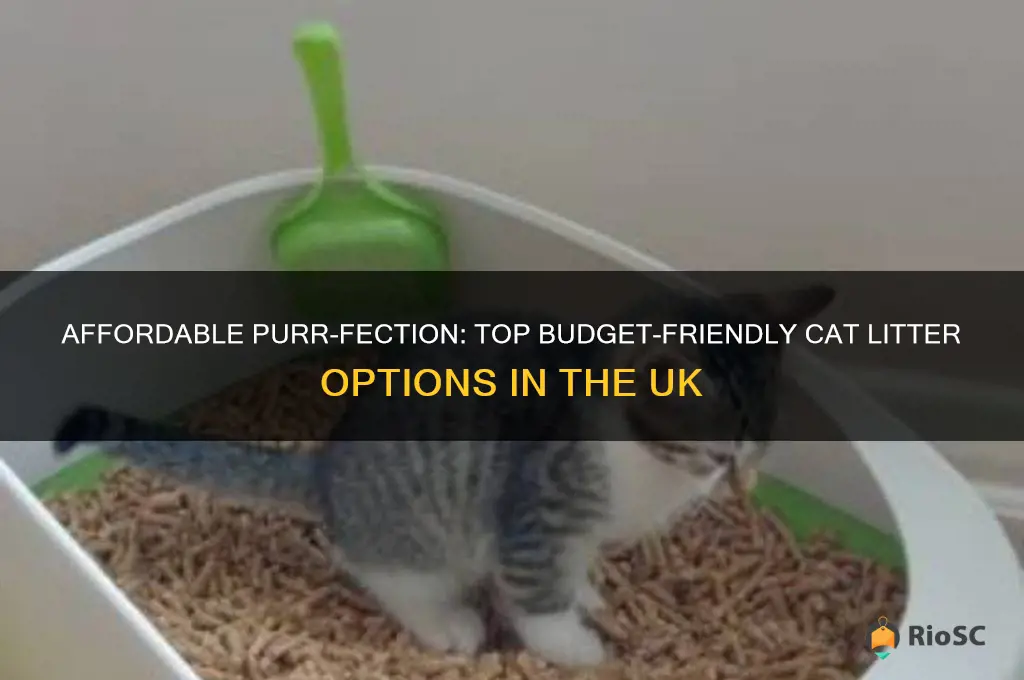 best cheap cat litter uk