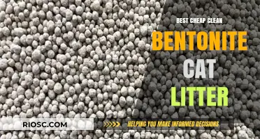 Affordable and Eco-Friendly: Discover the Best Cheap Clean Bentonite Cat Litter Options