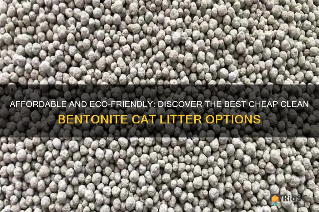 best cheap clean bentonite cat litter