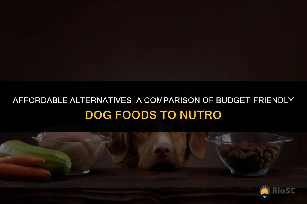 best cheap dog food comparee to nutro