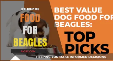 Budget-Friendly Beagle Bites: Top Affordable Dog Food Picks for Your Furry Friend