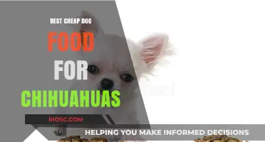 Affordable Nutrition for Your Tiny Companion: The Best Cheap Dog Food for Chihuahuas