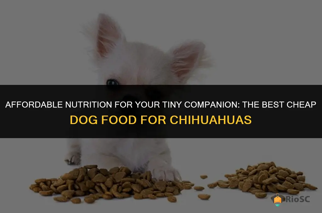 best cheap dog food for chihuahuas