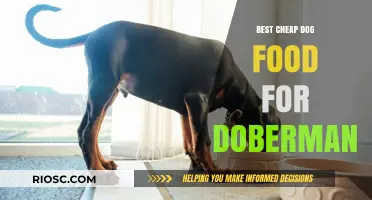 Affordable Nutrition for Dobermans: A Guide to the Best Cheap Dog Food Options
