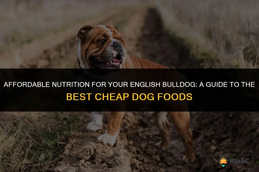 best cheap dog food for english bulldog