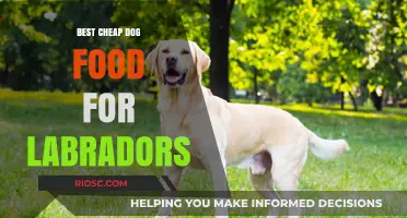 Affordable Nutrition for Your Furry Friend: Top Cheap Dog Food Picks for Labradors