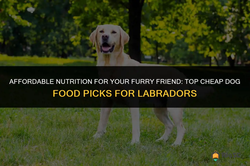 best cheap dog food for labradors