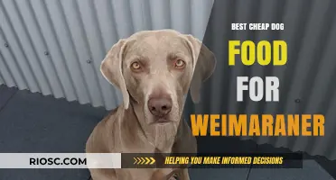 Affordable Nutrition for Your Weimaraner: Top Budget-Friendly Dog Food Options