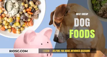 Affordable Nutrition: Top Budget-Friendly Dog Foods That Won’t Break the Bank