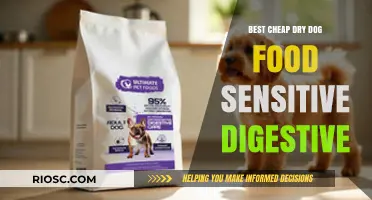 Top Affordable Dry Dog Food Options for Sensitive Digestive Systems