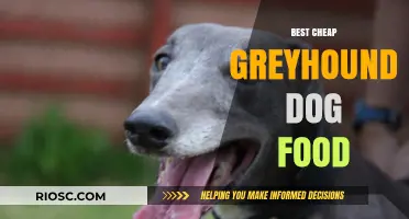 Affordable Nutrition for Your Speedy Companion: Top Cheap Greyhound Dog Food Picks