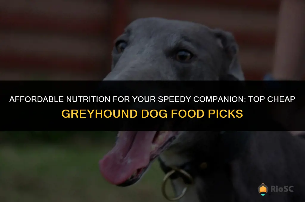 best cheap greyhound dog food