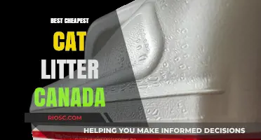 Affordable Purr-fection: Top Budget-Friendly Cat Litter Options in Canada
