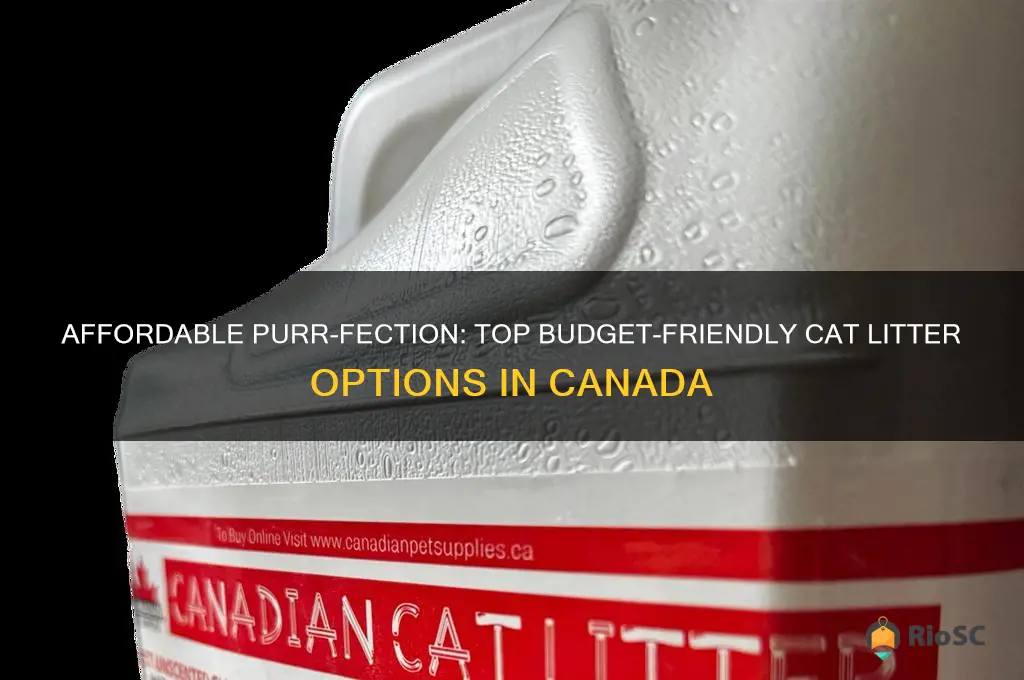 best cheapest cat litter canada