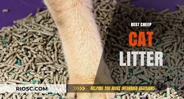 Affordable Purr-fection: Top Budget-Friendly Cat Litter Options for a Clean and Happy Home