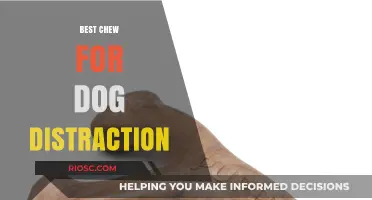 Top Chew Toys to Keep Your Dog Engaged and Distracted