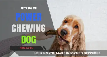 Toughest Chews for Power Chewers: Durable Dog Toys That Last