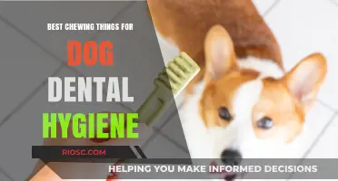 Top Chews for Healthy Teeth: Best Dog Dental Hygiene Treats and Toys