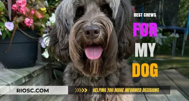 Top Dog-Approved Chews: Healthy and Safe Options for Your Furry Friend