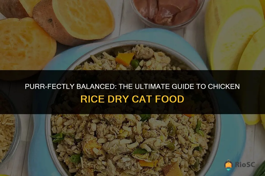 best chicken rice dry cat