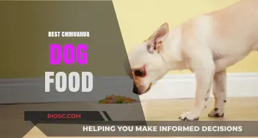 Top-Rated Chihuahua Dog Food: Nutrition Tips for Your Tiny Companion
