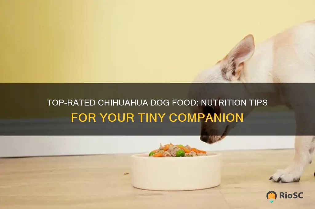 best chihuahua dog food