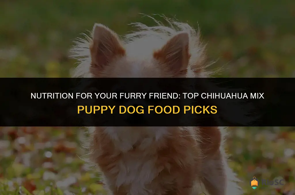 best chihuhua mix puppy dog food