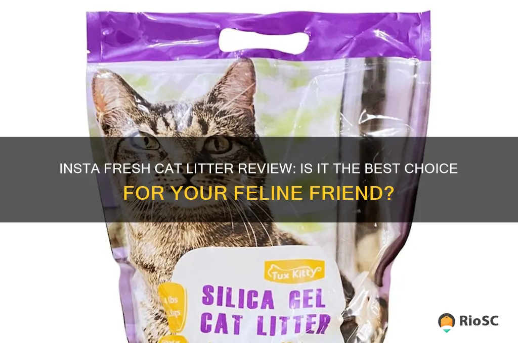 best choice insta fresh cat litter