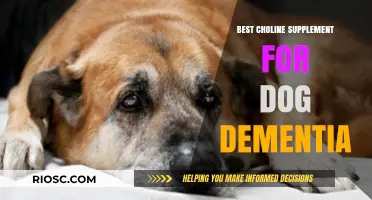Top Choline Supplements to Support Cognitive Health in Dogs with Dementia