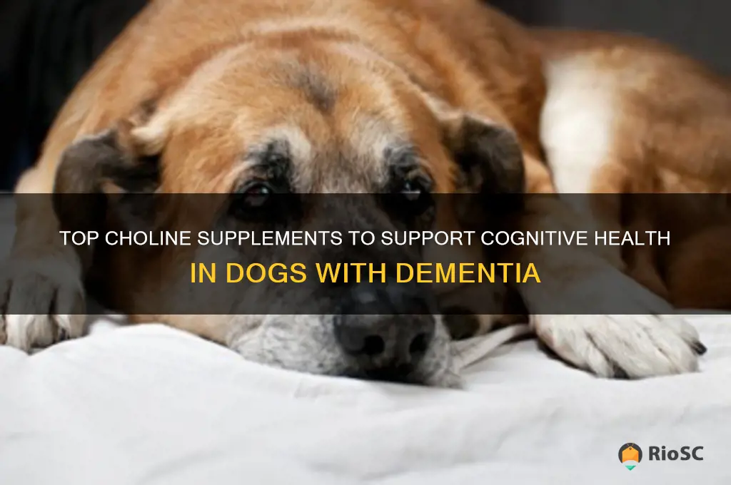 best choline supplement for dog dementia