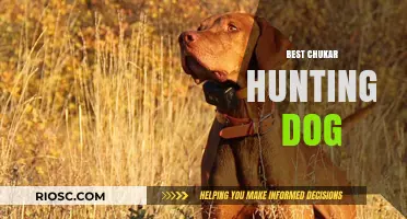 Top Traits and Breeds for the Ultimate Chukar Hunting Dog Companion