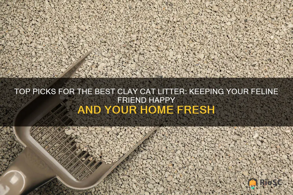 best clay cat litter
