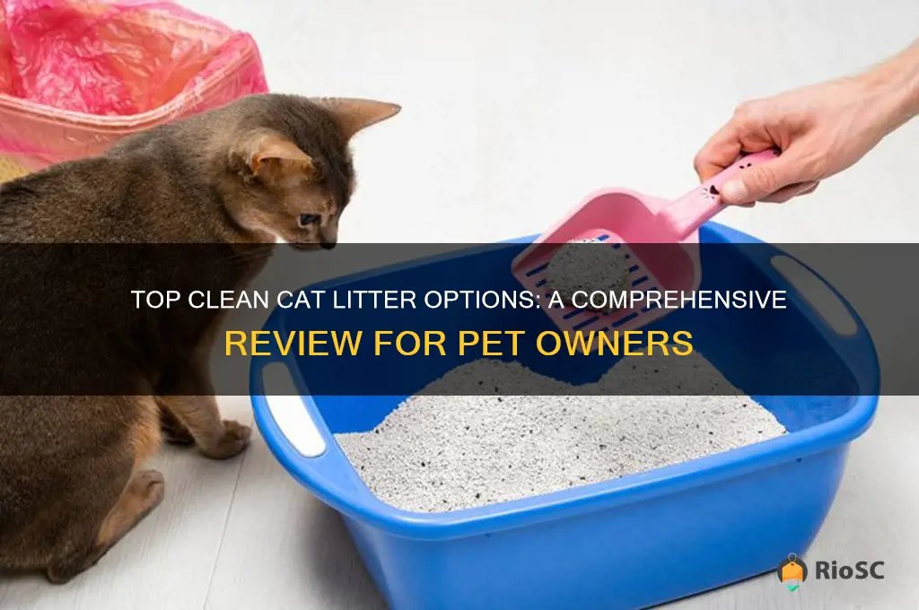best clean cat litter review