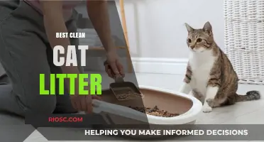 Top Picks for Eco-Friendly and Odor-Free Cat Litter: The Best Clean Options for Your Feline Friend