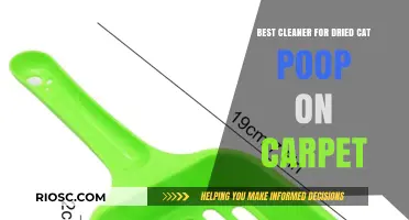 Effective Solutions for Removing Dried Cat Poop from Carpets: A Comprehensive Guide