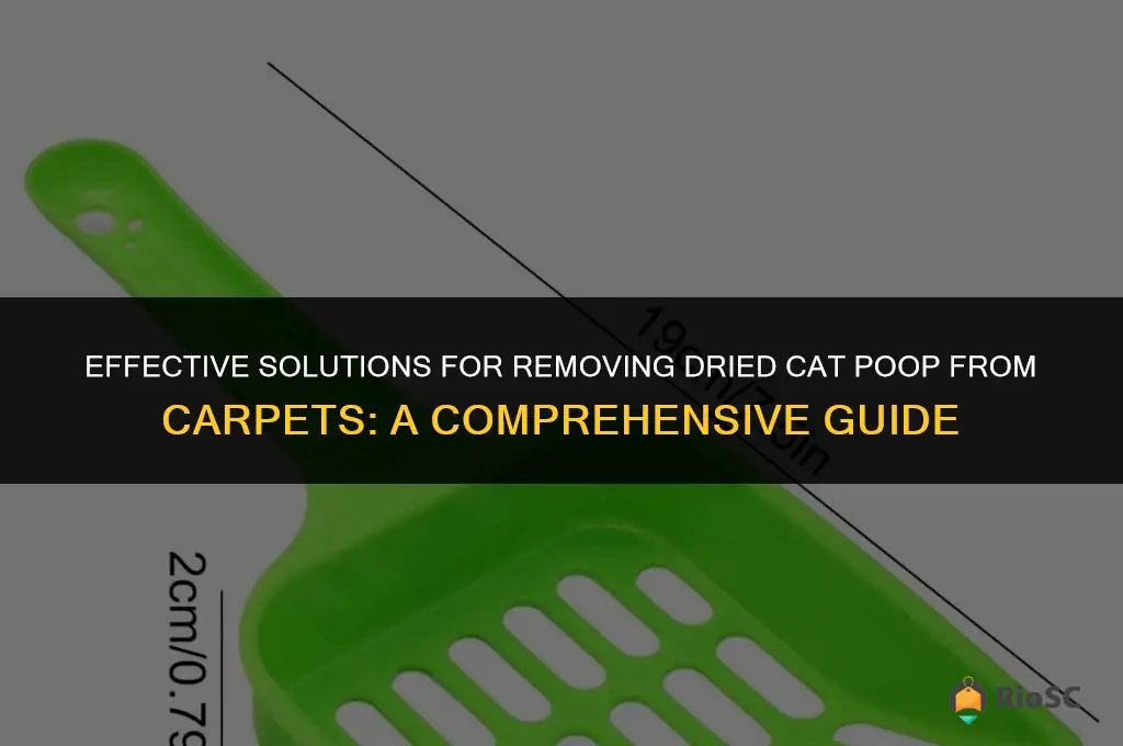best cleaner for dried cat poop on carpet