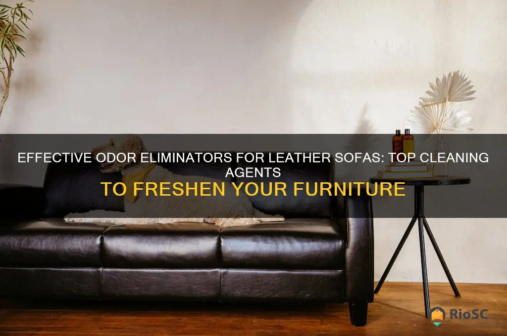 best cleaning agent that gets smells out for leather sofa