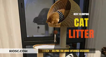 Top Climbing Cat Litter Options for Active Felines: Keep Your Cat Engaged and Your Home Clean