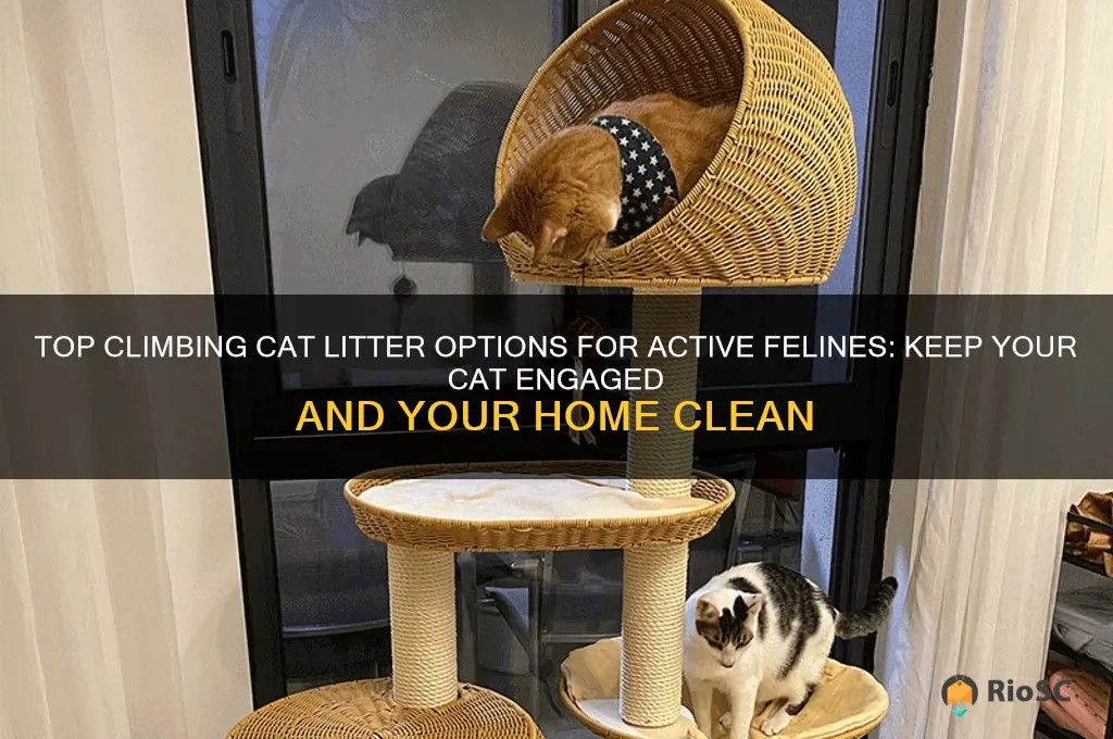 best climping cat litter