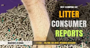 Top-Rated Clumping Cat Litter: Consumer Reports' Best Picks for Odor Control and Easy Cleanup