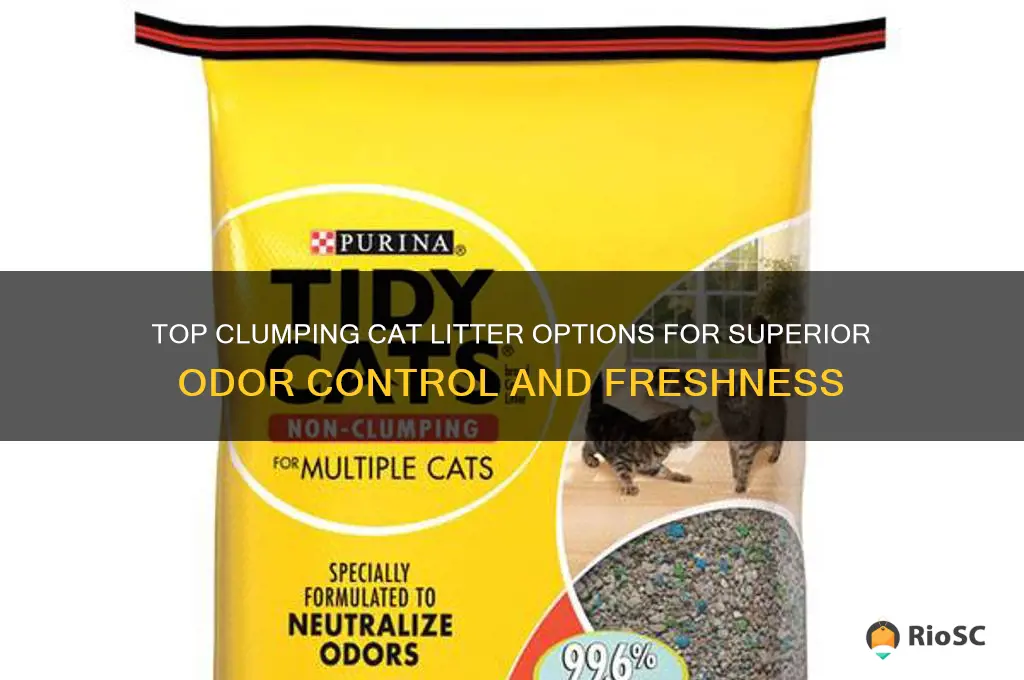 best clumping cat litter for odor control