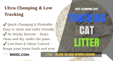 Top Clumping, Low-Tracking Cat Litter Options for a Cleaner Home