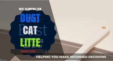 Top Clumping Low-Dust Cat Litter Options for a Cleaner, Healthier Home