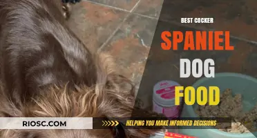 Top-Rated Cocker Spaniel Dog Food: Nutrition Tips for a Healthy, Happy Pup
