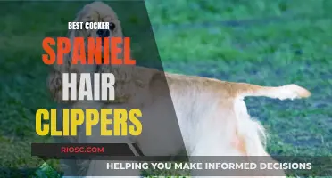 Top Clippers for Cocker Spaniel Coats