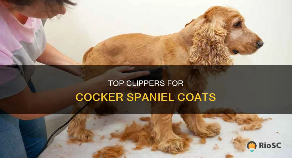 best cocker spaniel hair clippers