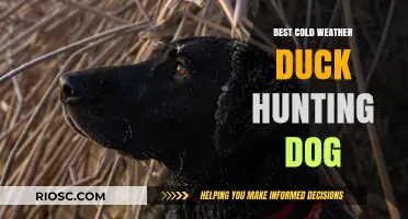 Top Cold Weather Duck Hunting Dogs: Breeds That Thrive in Chilly Conditions